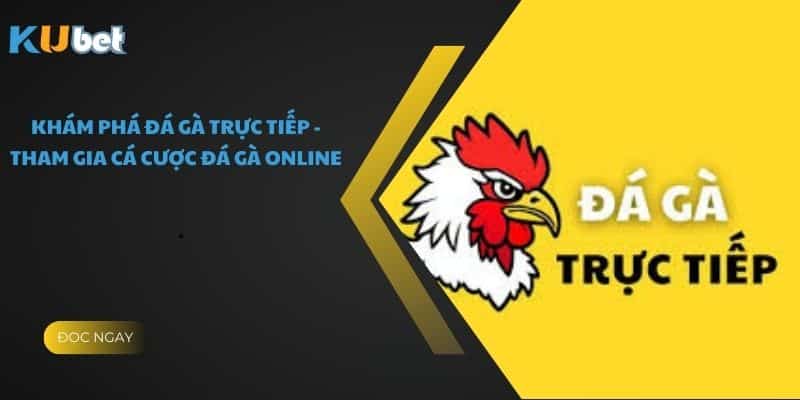 Khám Phá Đá Gà Trực Tiếp - Tham Gia Cá Cược Đá Gà Online