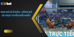 Xem Đá Gà Ở Đâu - Kênh Đá Gà Trực Tuyến Mới Nhất 