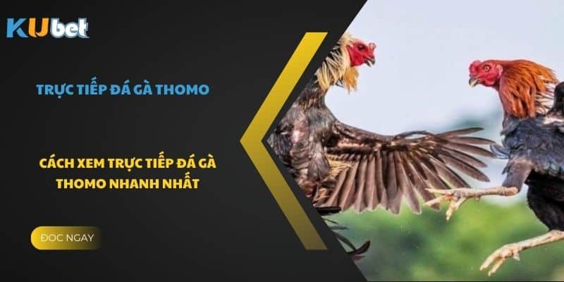 Cách xem trực tiếp Đá Gà Thomo nhanh nhất