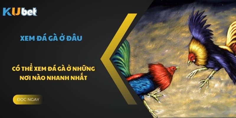 Có thể xem đá gà ở những nơi nào nhanh nhất