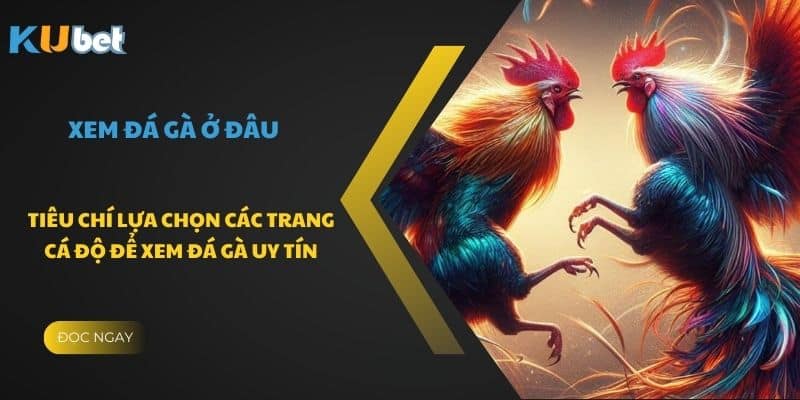 Tiêu chí lựa chọn các trang cá độ để xem đá gà uy tín