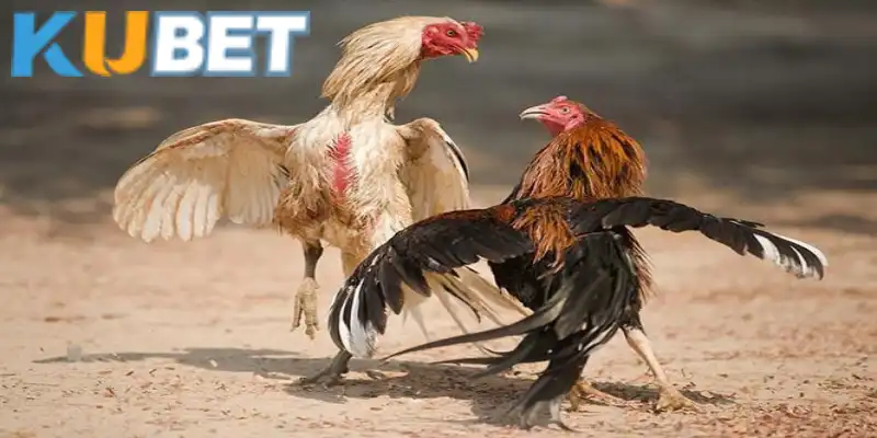 Để lựa chọn được chiến kê chinh chiến phù hợp không khó