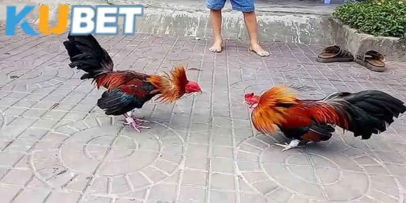 Đôi nét về bộ môn đá gà cựa sắt tại Kubet